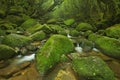 River along Shiratani Unsuikyo rainforest trail on Yakushima Island, Japan Royalty Free Stock Photo